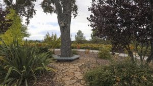 720 Wild Oats Way Templeton California Ca 93465 October 16th 2019 Bench at Tree